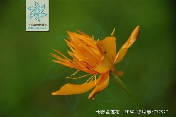 金联花上征信吗